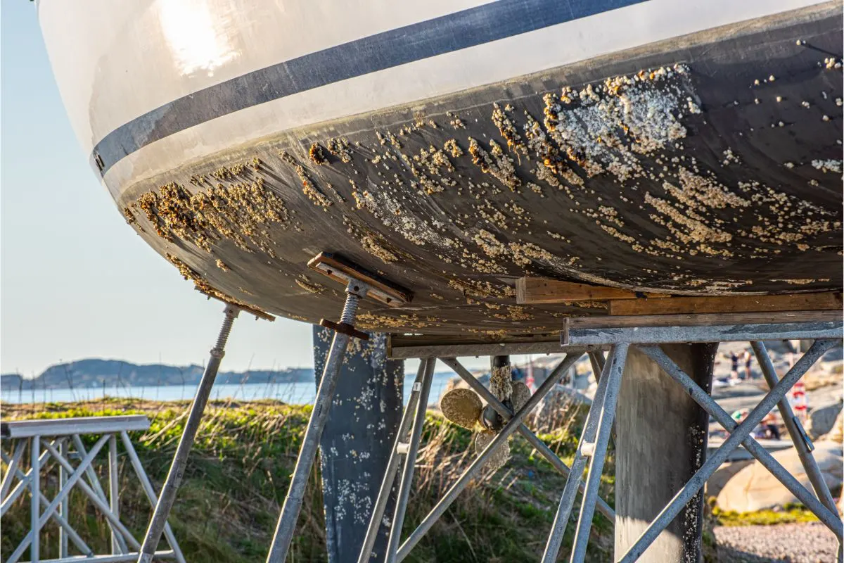 Marine life slowly growing at the hull of a sailboat.