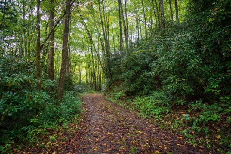 20 of the Best Hiking Trails in North Carolina for Retirees