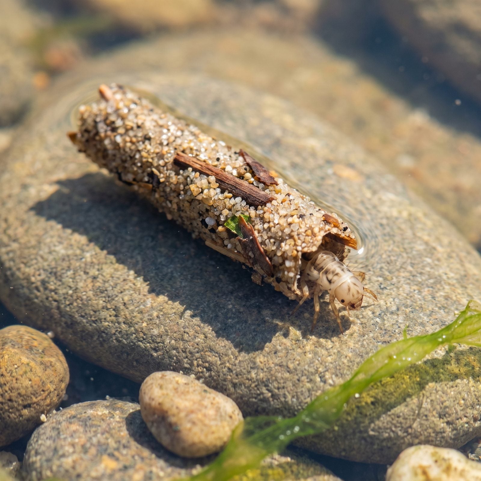 Caddisfly Larvae in Tiny Cases of Sand or Twigs