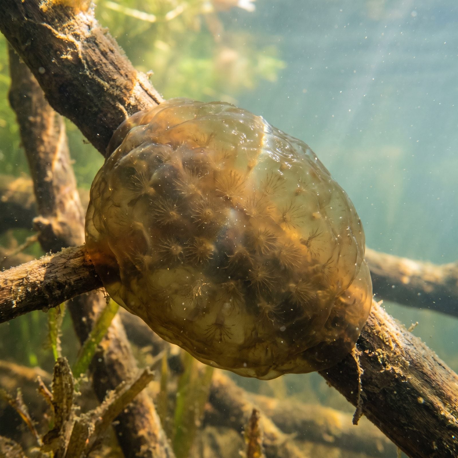 Jelly-Like Bryozoan Colonies Clinging to Submerged Branches