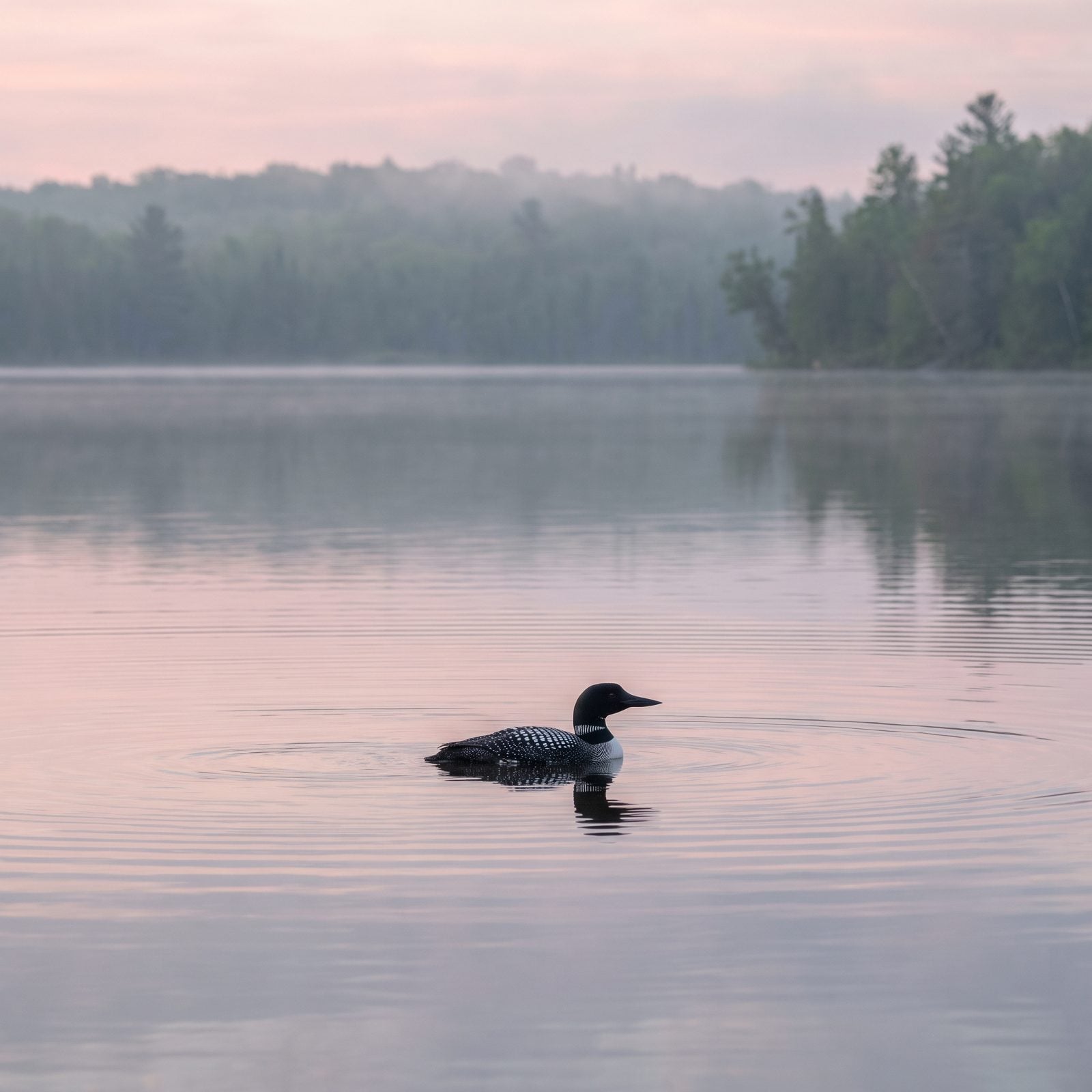 The Sound of Seagulls or Loons Stops Them Cold