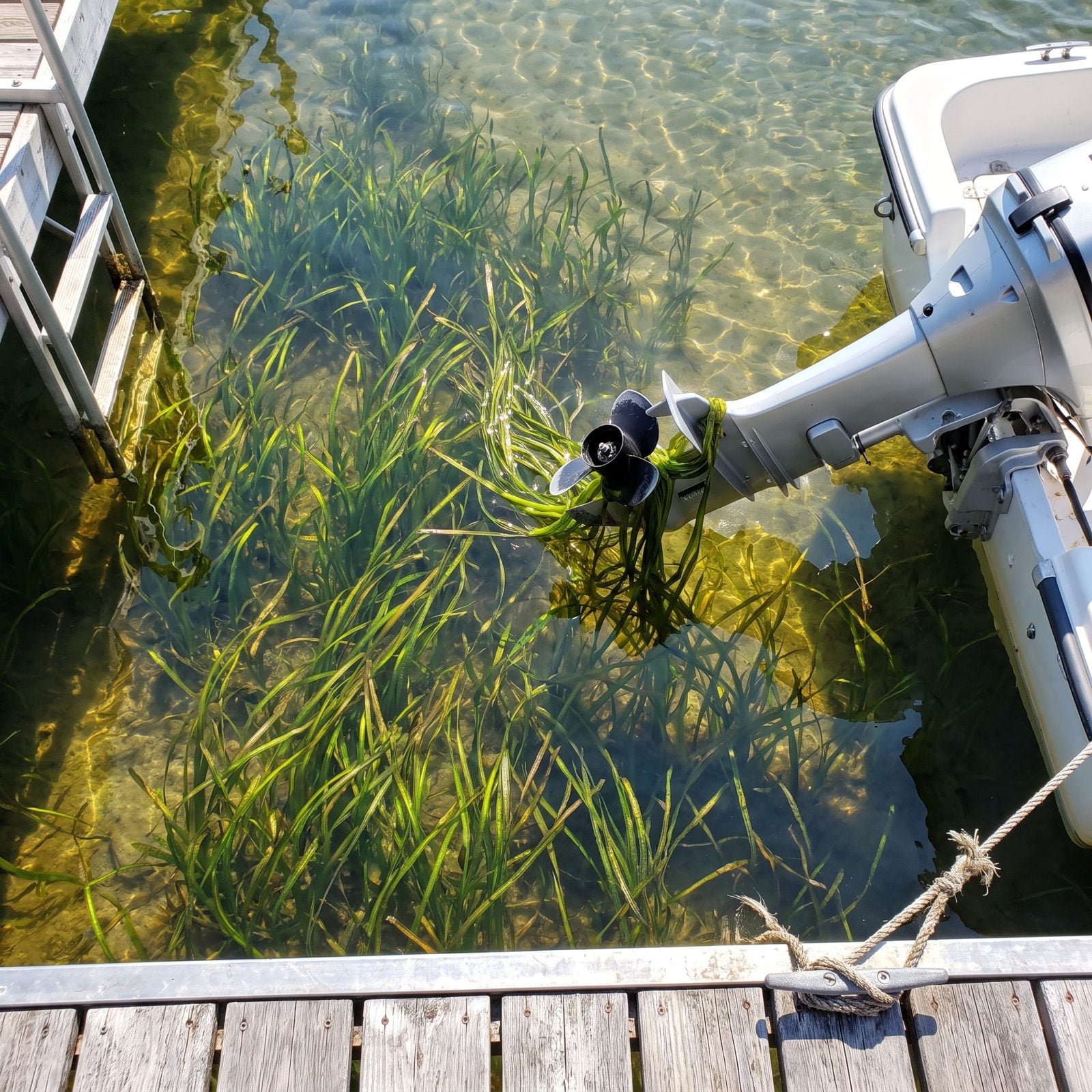 Submerged Weeds Can Wrap a Propeller Before the Boat Clears the Dock