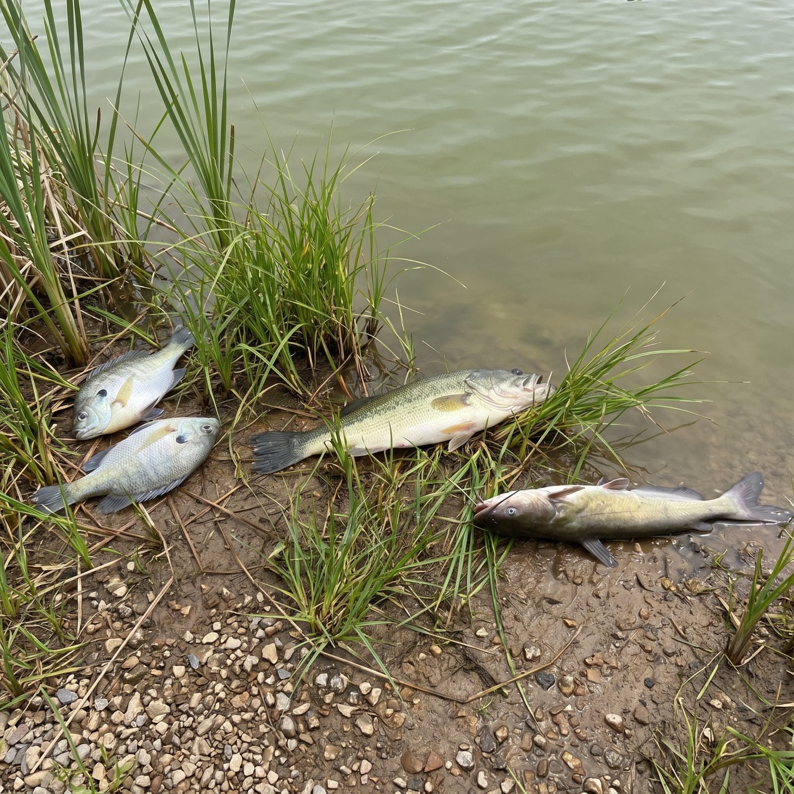 A Sudden Fish Kill Affecting Multiple Species, Warning Sign