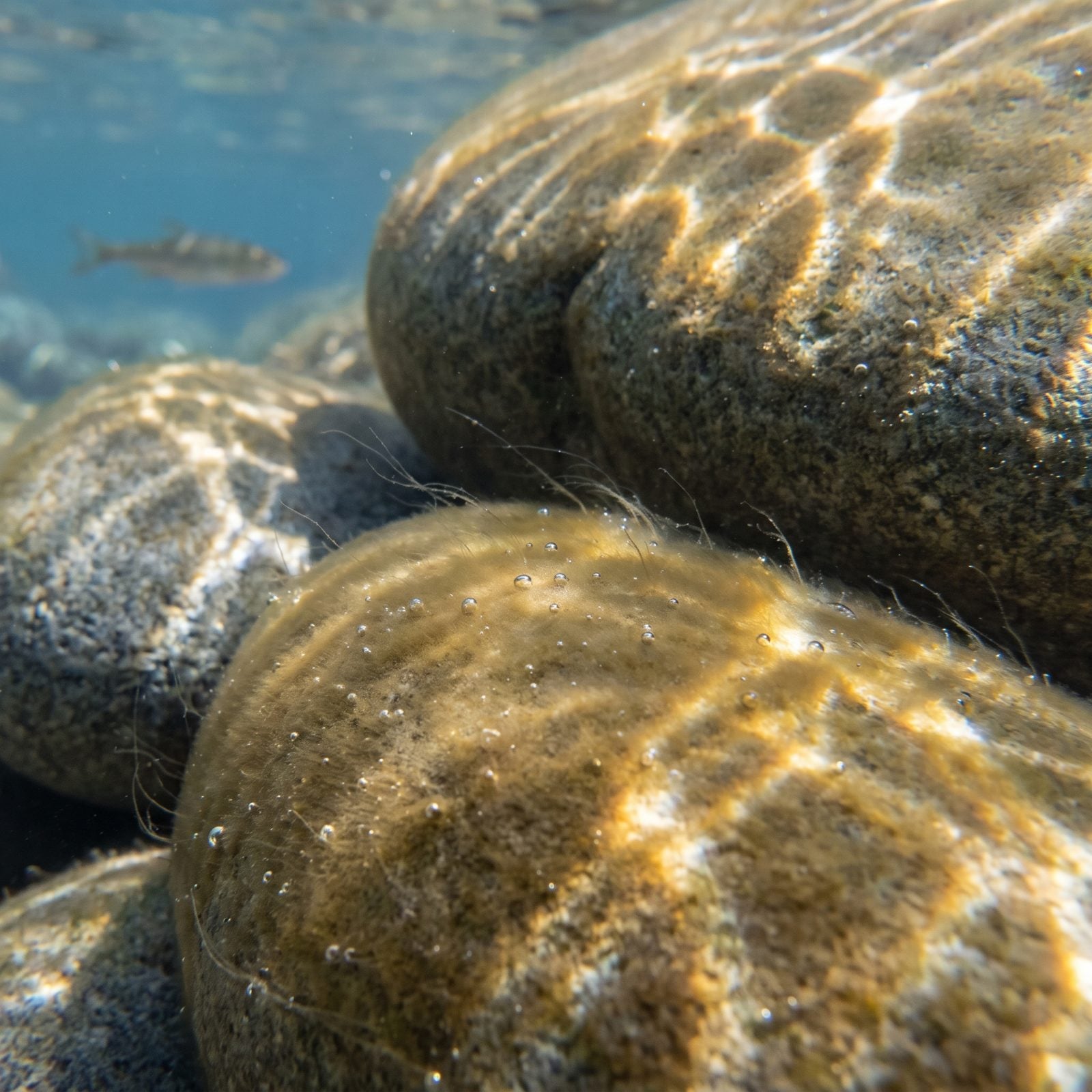 A Thin Brown or Green Film of Periphyton on Submerged Rocks