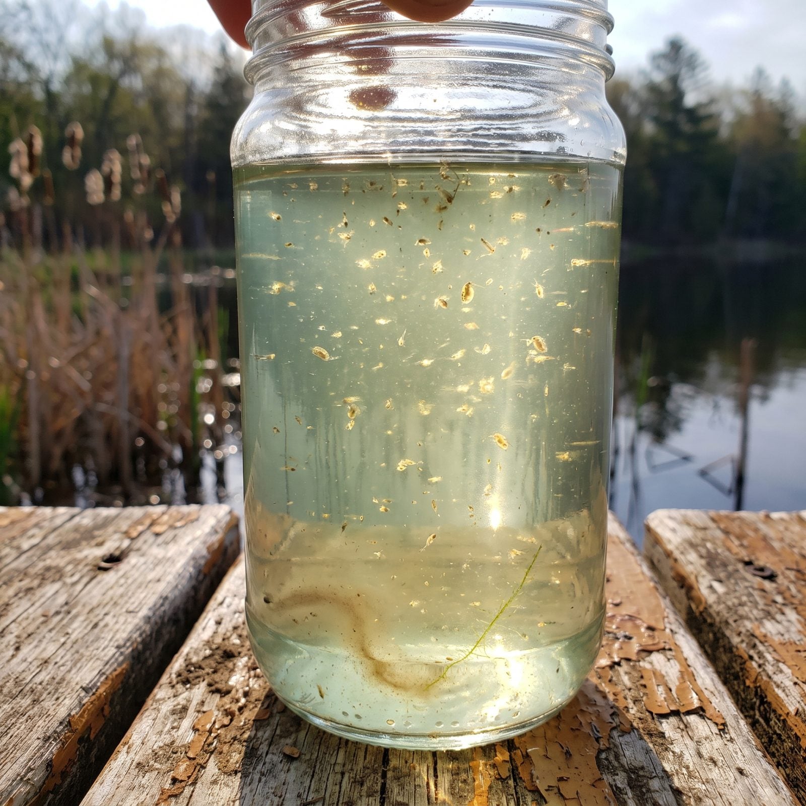 Tiny Zooplankton Darting in a Jar of Scooped Lake Water